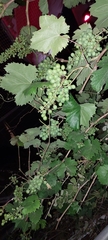 Vitis vinifera