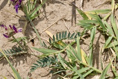 Astragalus onobrychis