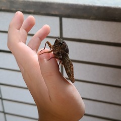 Graptopsaltria bimaculata