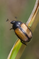 Omaloplia nigromarginata