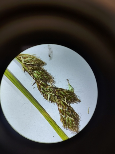 Image of Tinged Sedge (Carex tincta) by no rights reserved