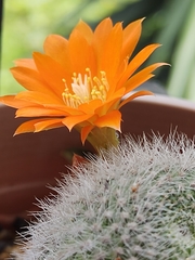 Rebutia