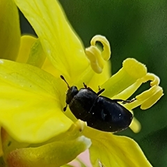 Brassicogethes aeneus