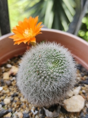 Rebutia