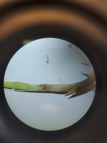 Image of Carex tincta by no rights reserved