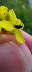 Brassicogethes aeneus