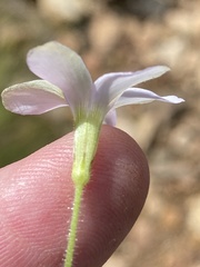 Oxalis ebracteata