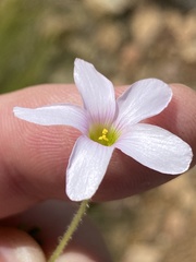 Oxalis ebracteata