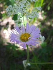 Erigeron glabellus pubescens