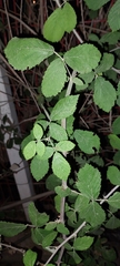 Rubus ulmifolius