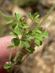 Oxalis ebracteata