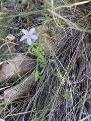Oxalis ebracteata
