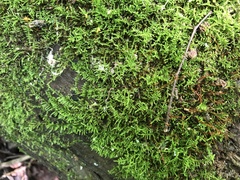 Haplocladium microphyllum