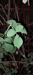 Rubus ulmifolius