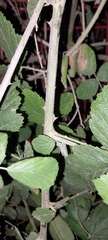 Rubus ulmifolius