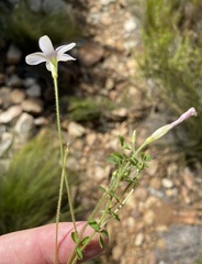 Oxalis ebracteata