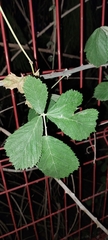 Rubus ulmifolius