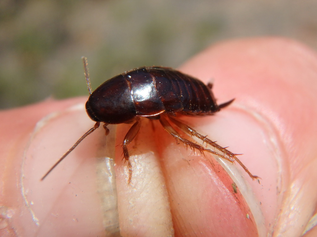 Pennsylvania Wood Cockroach From Co Hwy 236 Mason WI 54856 USA On   Large 