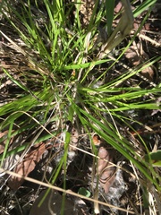 Carex deflexa