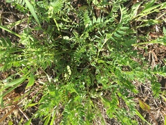 Astragalus laxmannii