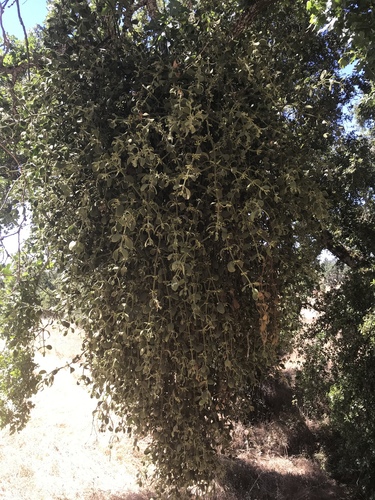 iNaturalist observation photo of oak mistletoe