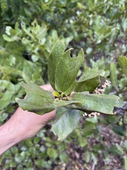 Ceanothus velutinus velutinus
