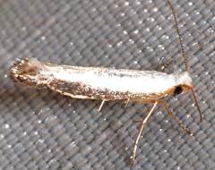 Argyresthia subreticulata