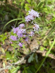 Liatris gracilis