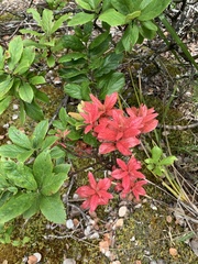 Vaccinium calycinum