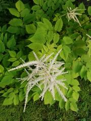Aruncus