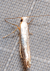 Argyresthia subreticulata