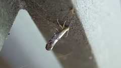 Argyresthia