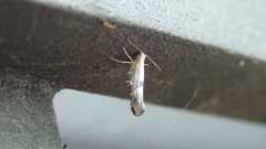 Argyresthia