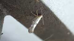 Argyresthia