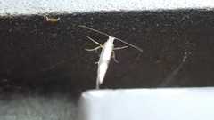 Argyresthia