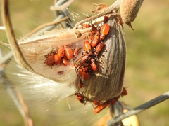 Oncopeltus fasciatus