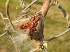 Oncopeltus fasciatus