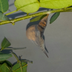 Phoebis philea philea