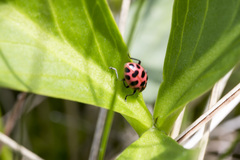 Coleomegilla maculata lengi