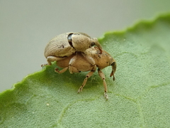 Tychius meliloti