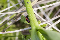 Coleomegilla maculata lengi