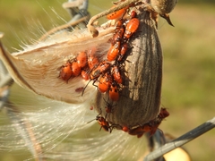 Oncopeltus fasciatus