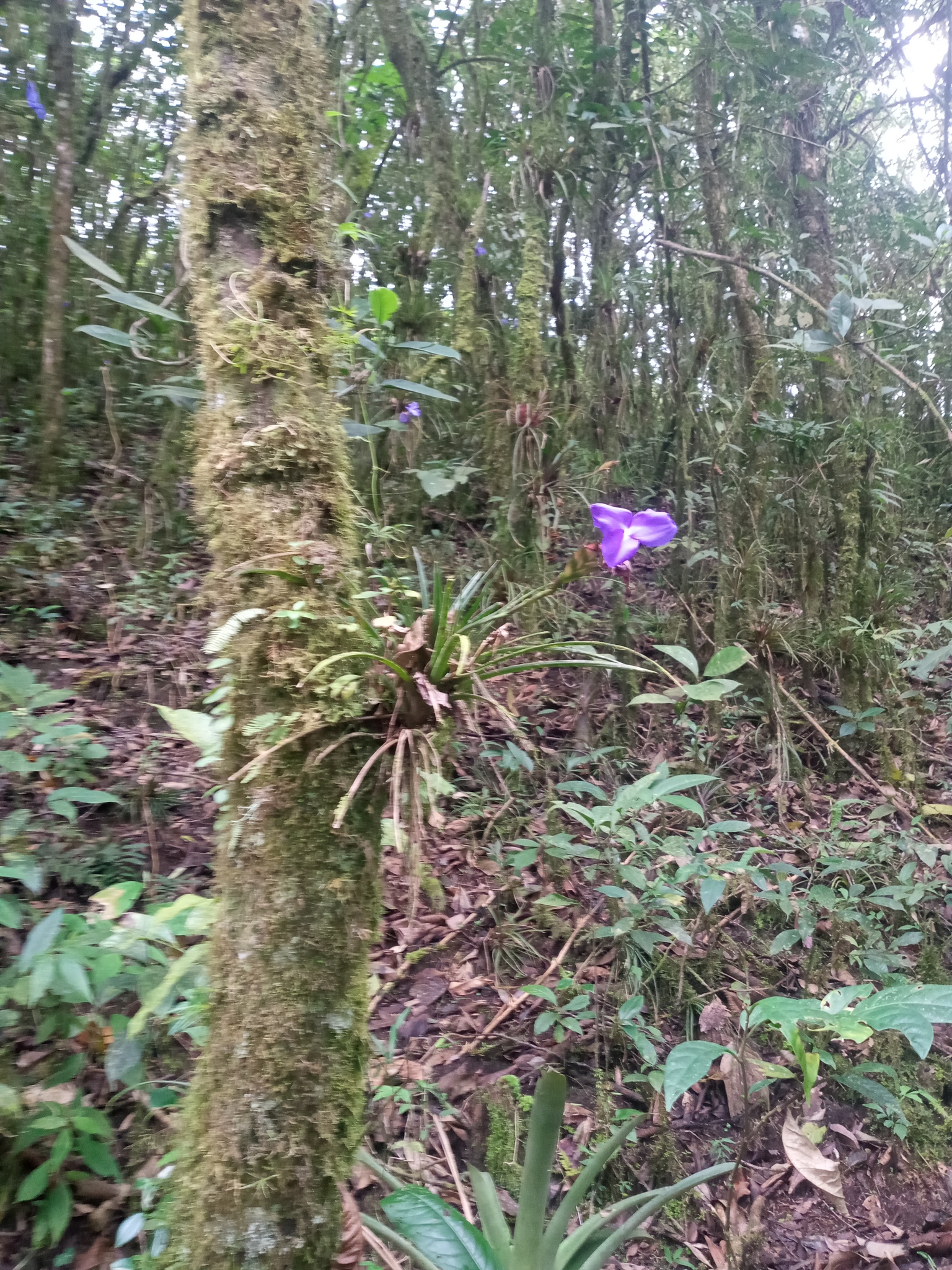 Wallisia image