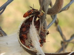 Oncopeltus fasciatus