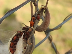 Oncopeltus fasciatus