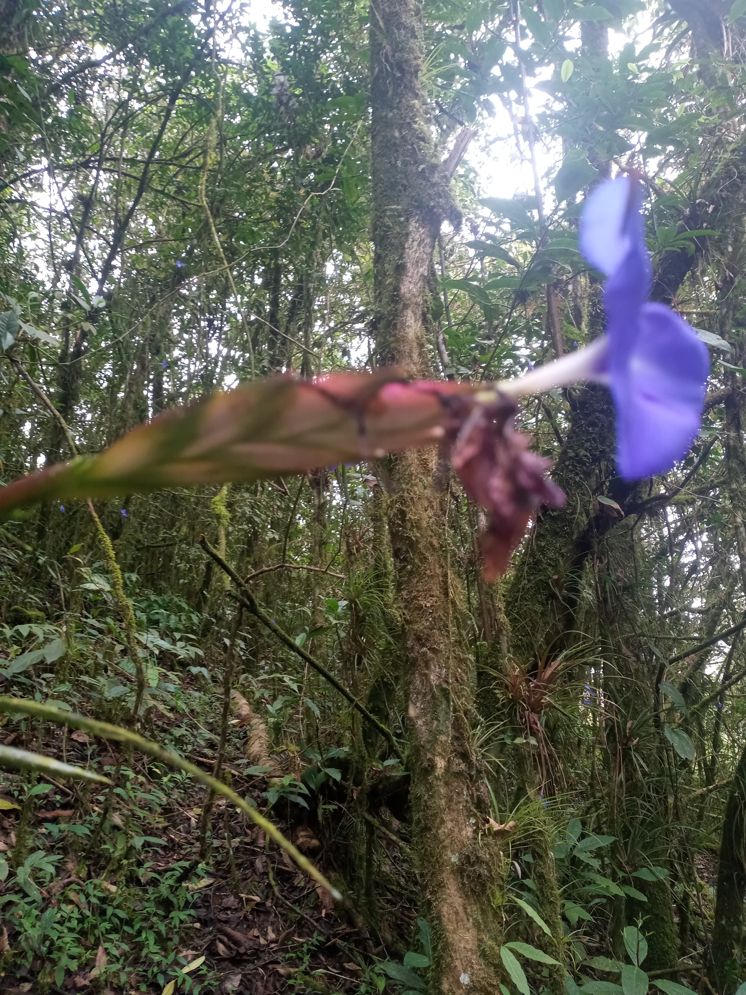 Wallisia lindeniana image