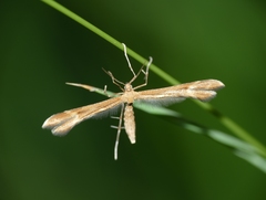 Marasmarcha lunaedactyla