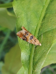 Lobesia reliquana