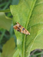 Lobesia reliquana