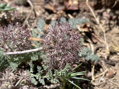 Oreonana purpurascens